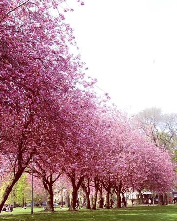 Best Instagrammable Spots In Edinburgh cerry blossoms